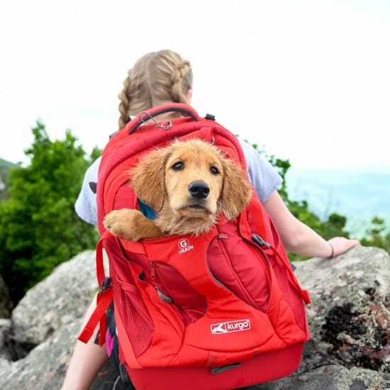 https://activejunky-cdn.s3.amazonaws.com/aj-content/dog_carrying_backpack-1.jpg