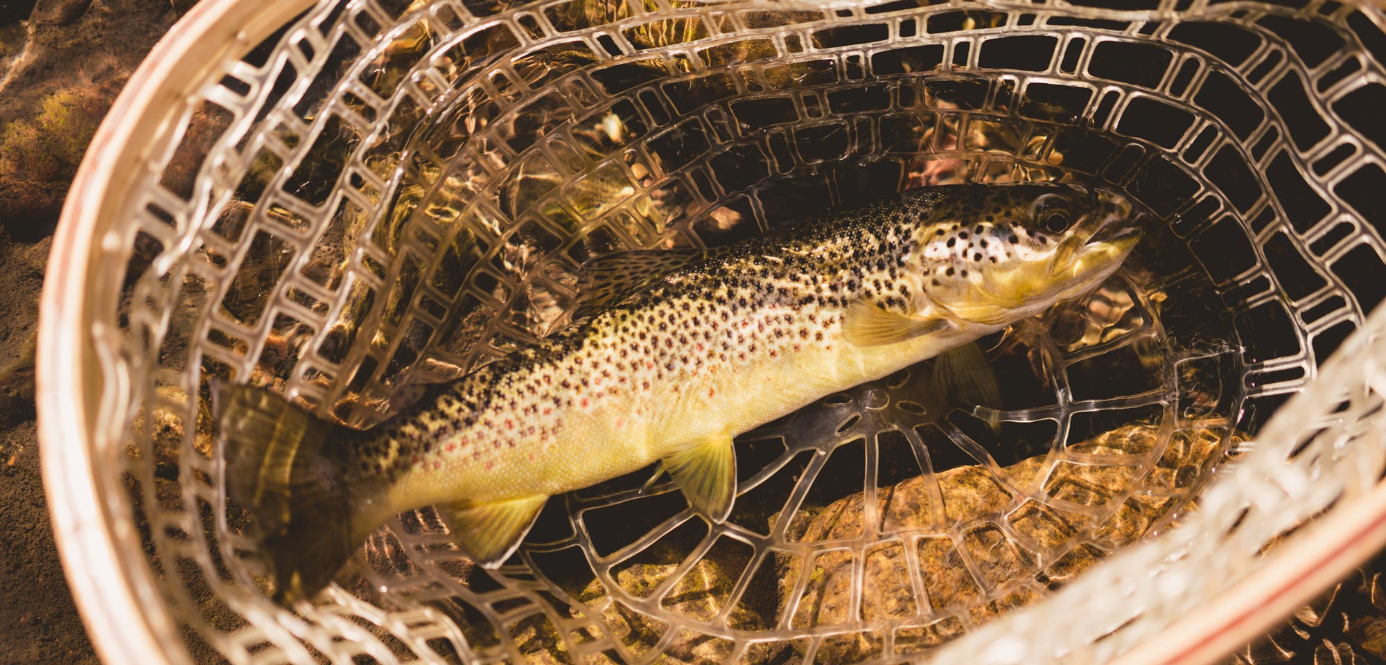 Fly Fishing Buyer’s Guide