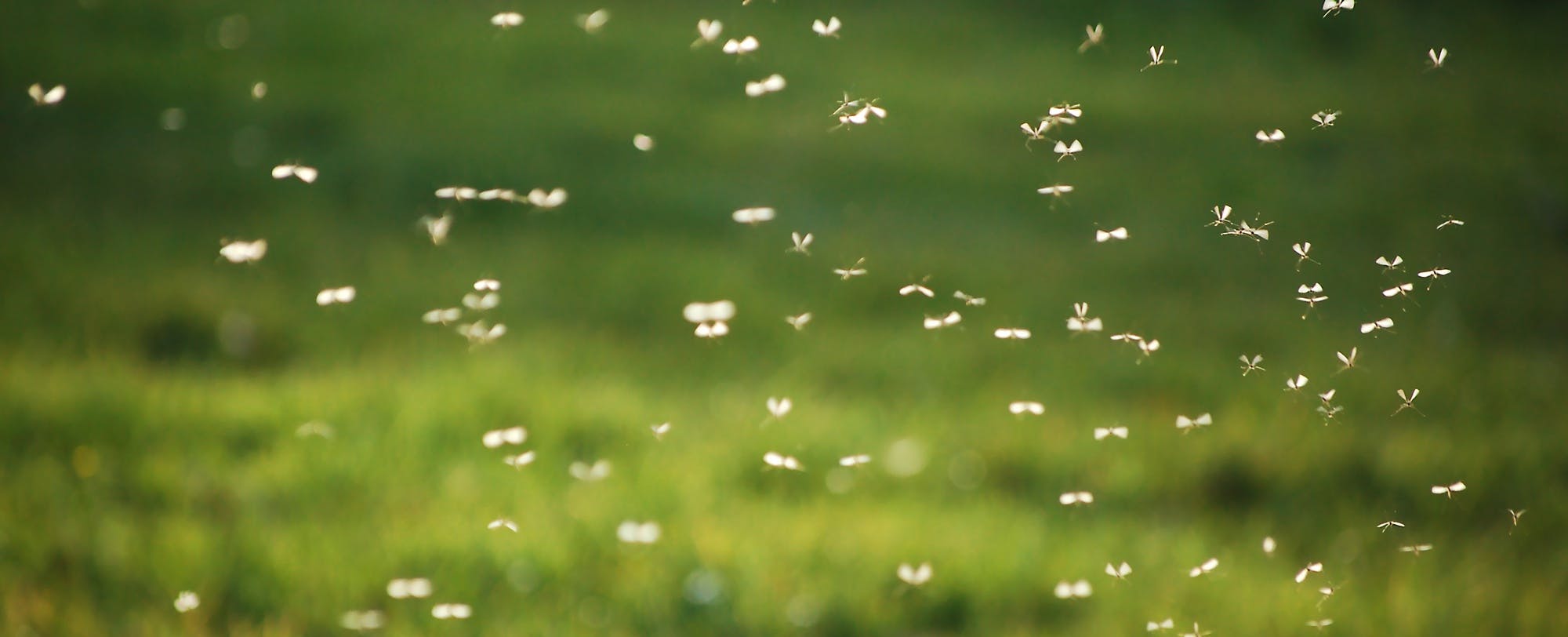 5 Natural Ways to Keep Bugs at Bay