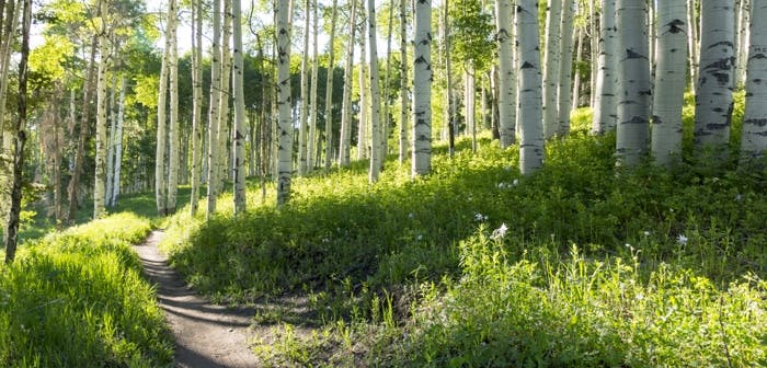 5 Awesome Trail Runs in Colorado