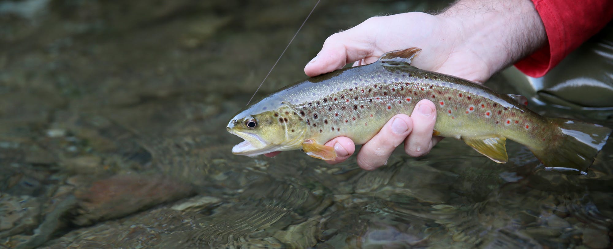 The Ultimate Fly Fishing Guide For Beginners